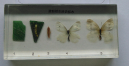 菜粉蝶生活史標本